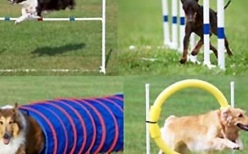 Dog Sports, l’équipementier français en sports canins