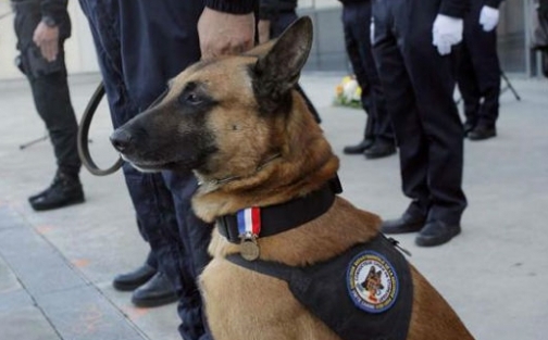 Choc, le chien policier décoré de la médaille d’honneur