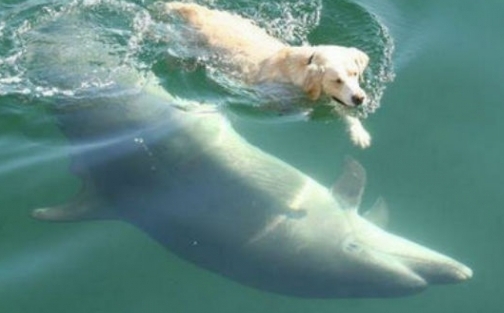 Une surprenante amitié entre un chien et un dauphin