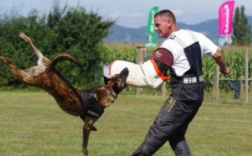 Sport canin : qu’est ce que l’épreuve RCI ?