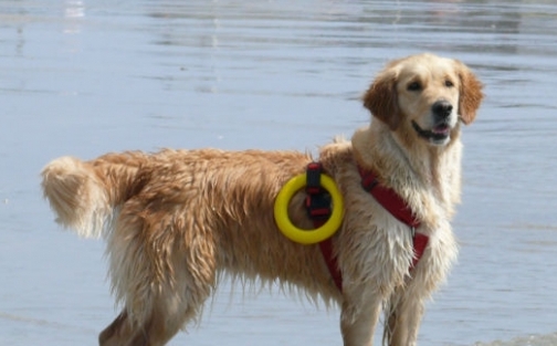 Sport canin : qu’est ce que l’épreuve Sauvetage ?